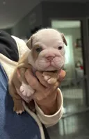 Kansas Grand St's Shiloh , a male English Bulldog for sale in Emporia, KS – 1 of 5