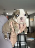 Kansas Grand St's Ivy , a female English Bulldog for sale in Emporia, KS – 2 of 7