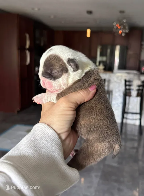 Kansas Grand St's Willow Blue Brindl – English Bulldog puppy on hold in Emporia, KS