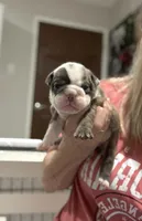 Kansas Grand St's Willow , a female English Bulldog for sale in Emporia, KS – 2 of 7