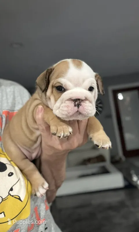 Kansas Grand St's.  Hello Dolly – English Bulldog puppy for sale in Emporia, KS