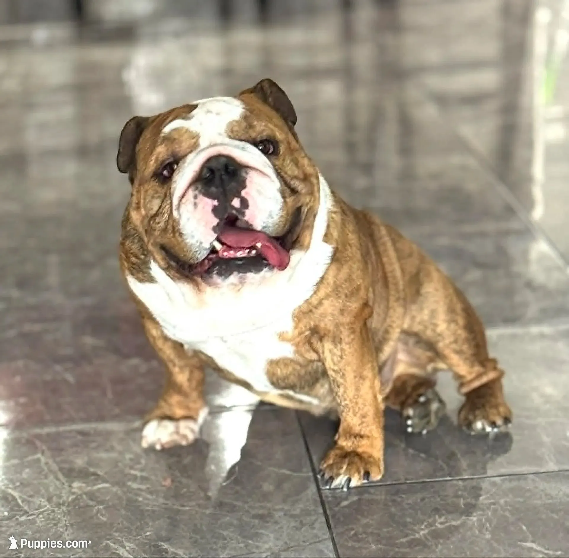 Kansas Grand St Cyrus, a male English Bulldog for sale in Emporia, KS – 1 of 1