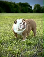 Kansas Grand St's Willow , a female English Bulldog for sale in Emporia, KS – 6 of 7