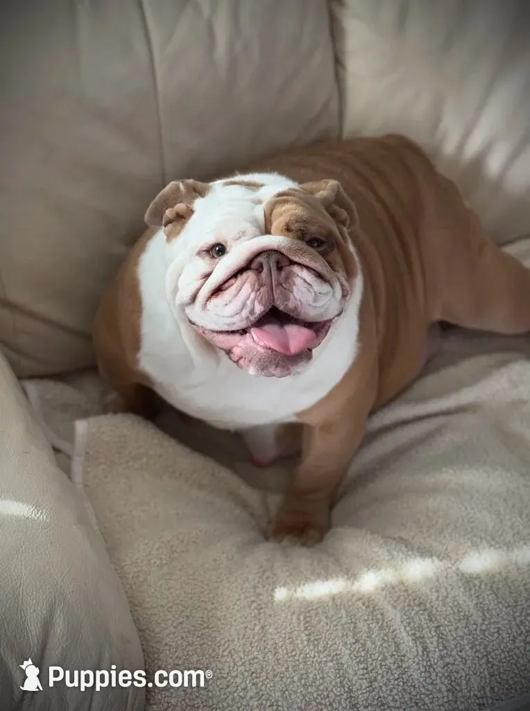 Kansas Grand St's Ivy , a female English Bulldog for sale in Emporia, KS – 4 of 7