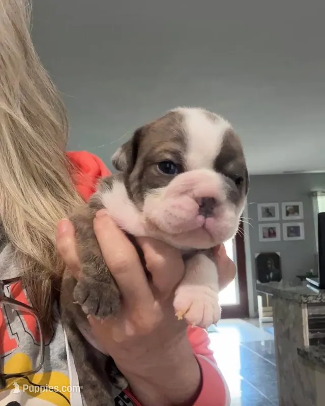 Kansas Grand St's Willow  – English Bulldog puppy for sale in Emporia, KS