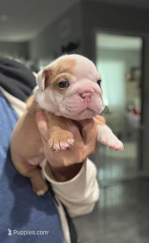 Kansas Grand St Cyrus  – English Bulldog puppy for sale in Emporia, KS