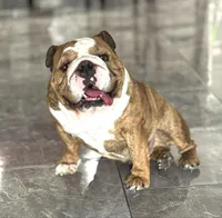 Kansas Grand St's IVY  Blue Brindle, a male English Bulldog for sale in Emporia, KS – 5 of 5