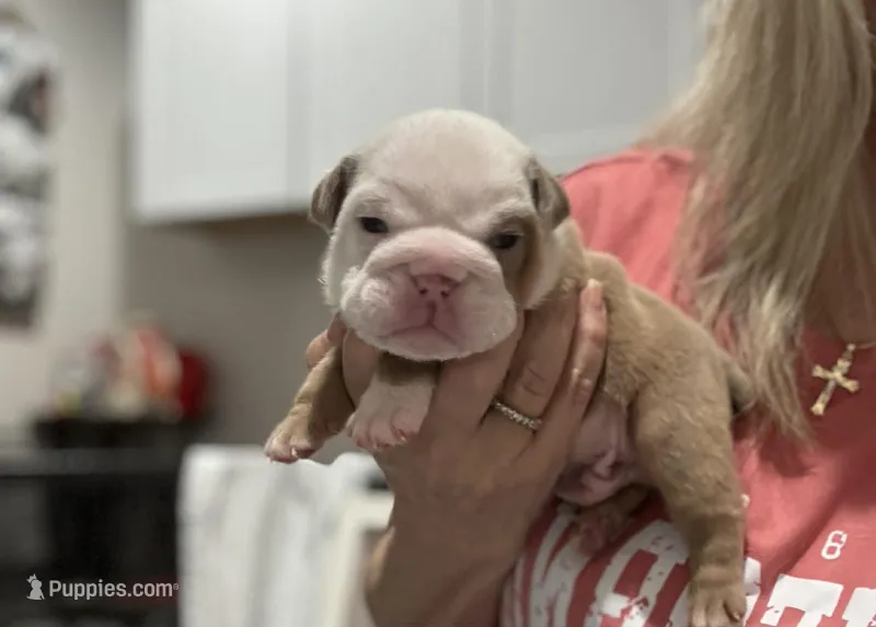 Kansas Grand St's Shiloh Lilac Fawn – English Bulldog puppy for sale in Emporia, KS