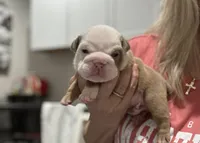 Kansas Grand St's Shiloh Lilac Fawn, a male English Bulldog for sale in Emporia, KS – 1 of 4