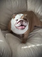 Kansas Grand St's Shiloh Lilac Fawn, a male English Bulldog for sale in Emporia, KS – 4 of 4