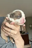 Kansas Grand St's Ivy , a female English Bulldog for sale in Emporia, KS – 2 of 2