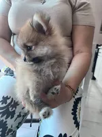 Princess, a female Pomeranian for sale in Northridge, CA – 2 of 4