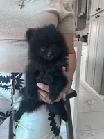 Beauty , a female Pomeranian for sale in Northridge, CA – 1 of 4