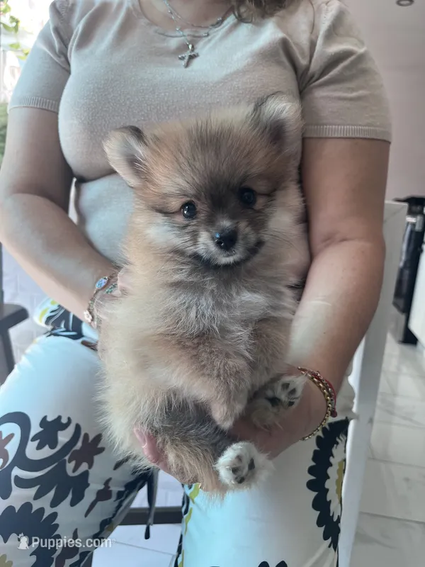 Princess – Pomeranian puppy for sale in Northridge, CA