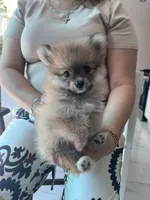 Beauty , a female Pomeranian for sale in Northridge, CA – 4 of 4