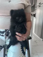 Beauty , a female Pomeranian for sale in Northridge, CA – 2 of 4