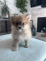 Princess, a female Pomeranian for sale in Northridge, CA – 3 of 4