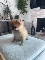 Princess, a female Pomeranian for sale in Northridge, CA – 4 of 4