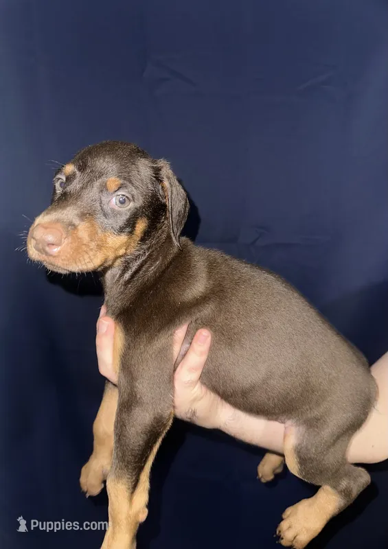 Puppy 8  – Doberman Pinscher puppy for sale in Dallas, TX
