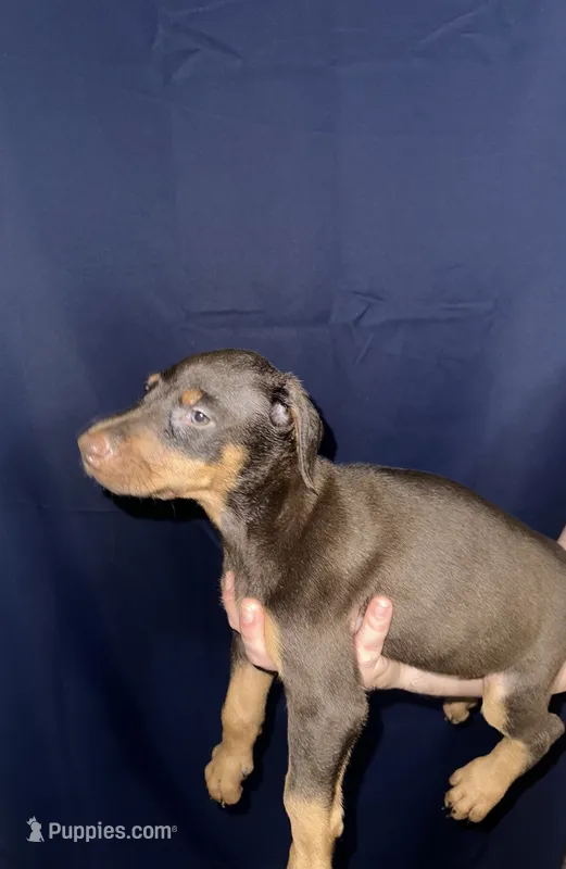 Puppy 7 – Doberman Pinscher puppy for sale in Dallas, TX