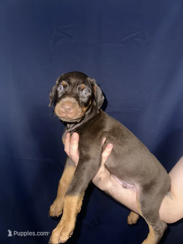 Puppy 2  – Doberman Pinscher puppy for sale in Dallas, TX