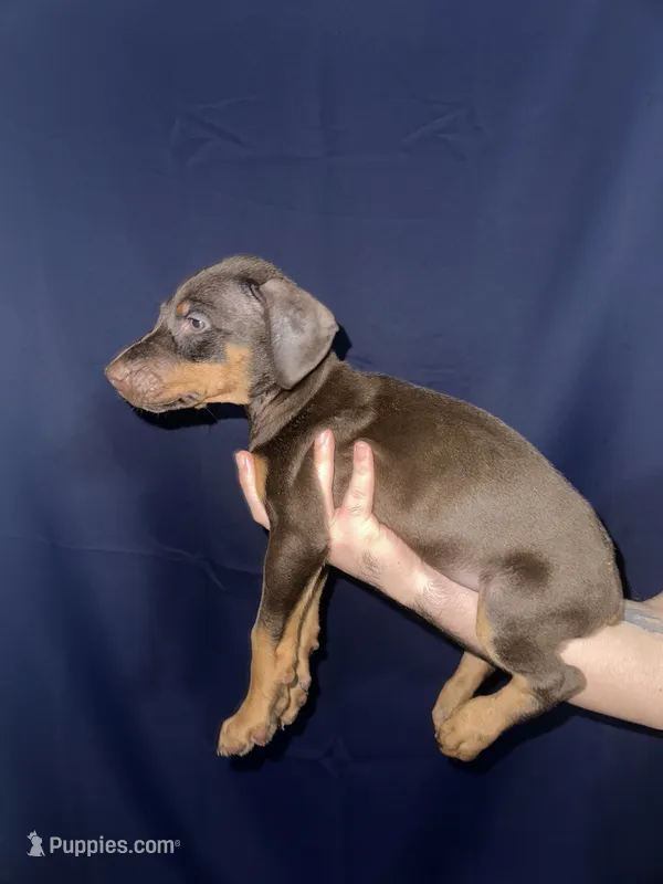 Puppy 3 – Doberman Pinscher puppy for sale in Dallas, TX