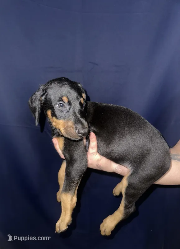 Puppy 4  – Doberman Pinscher puppy for sale in Dallas, TX