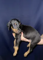 Puppy 4 , a female Doberman Pinscher for sale in Dallas, TX – 1 of 2