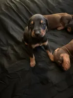 Puppy 1  , a male Doberman Pinscher for sale in Dallas, TX – 2 of 2