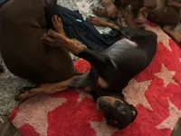 Puppy 4 , a female Doberman Pinscher for sale in Dallas, TX – 2 of 2