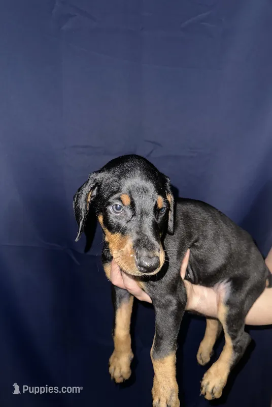 Puppy 6 – Doberman Pinscher puppy for sale in Dallas, TX