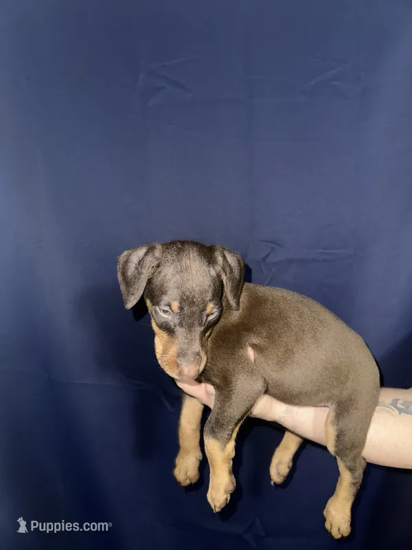 Puppy 9  – Doberman Pinscher puppy for sale in Dallas, TX