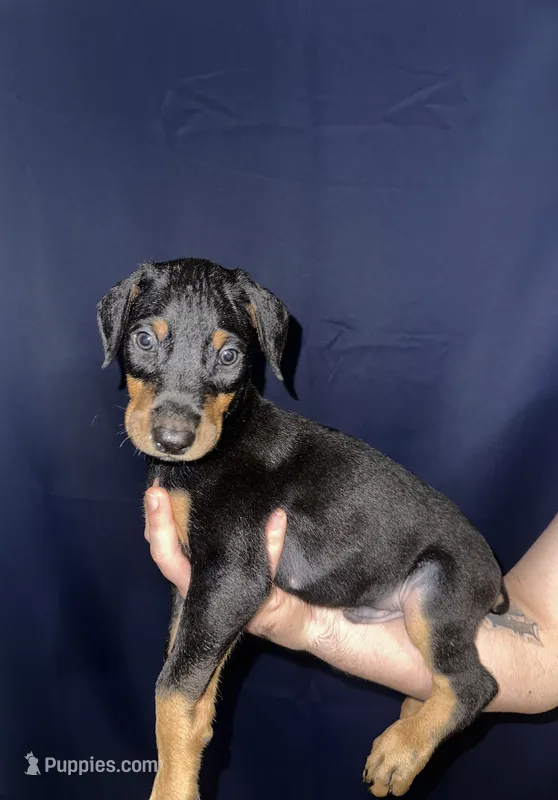 Puppy 1   – Doberman Pinscher puppy for sale in Dallas, TX