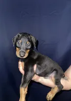 Puppy 1  , a male Doberman Pinscher for sale in Dallas, TX – 1 of 2