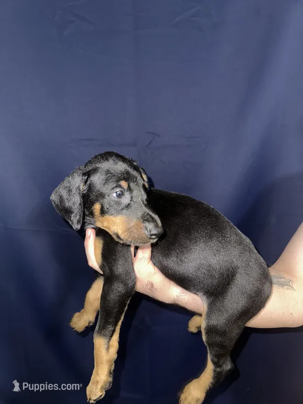 Puppy 5  – Doberman Pinscher puppy for sale in Dallas, TX