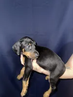 Puppy 5 , a female Doberman Pinscher for sale in Dallas, TX – 1 of 1