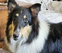 Betsy, a female Collie for sale in Kuna, ID – Photo 2 of 8