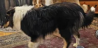 Betsy, a female Collie for sale in Kuna, ID – Photo 5 of 8