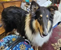 Betsy, a female Collie for sale in Kuna, ID – Photo 6 of 8