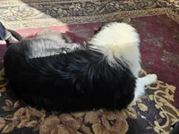 Betsy, a female Collie for sale in Kuna, ID – Photo 8 of 8