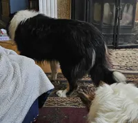 Betsy, a female Collie for sale in Kuna, ID – Photo 7 of 8