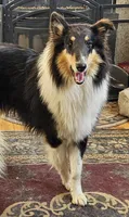 Betsy, a female Collie for sale in Kuna, ID – Photo 4 of 8