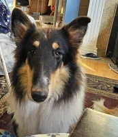 Betsy, a female Collie for sale in Kuna, ID – Photo 1 of 8