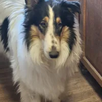 Sophie, a female Collie for sale in Kuna, ID – Photo 1 of 9