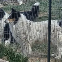 Sophie, a female Collie for sale in Kuna, ID – Photo 3 of 9