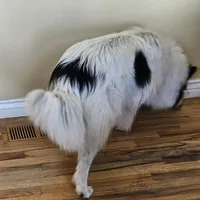 Sophie, a female Collie for sale in Kuna, ID – Photo 6 of 9