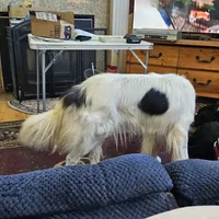 Sophie, a female Collie for sale in Kuna, ID – Photo 5 of 9