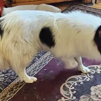 Sophie, a female Collie for sale in Kuna, ID – Photo 7 of 9