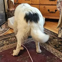 Sophie, a female Collie for sale in Kuna, ID – Photo 9 of 9