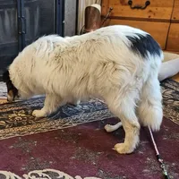 Sophie, a female Collie for sale in Kuna, ID – Photo 4 of 9